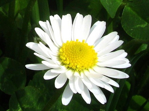 Non sto parlando di&nbsp;oche