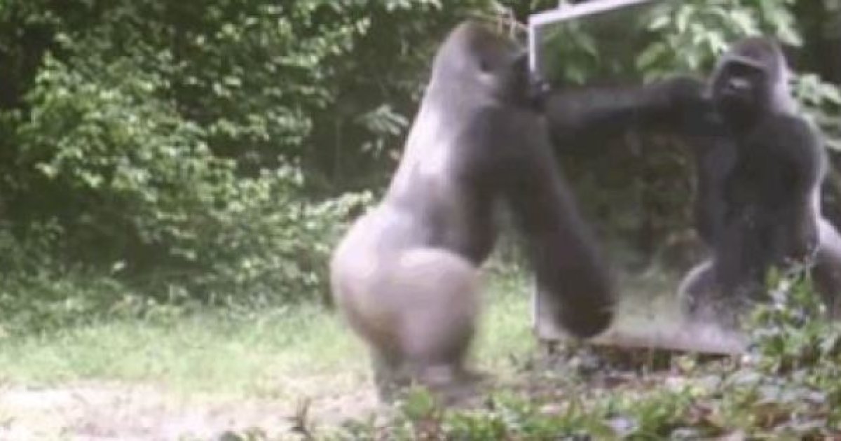 I valori non negoziabili (di noi&nbsp;gorilla)