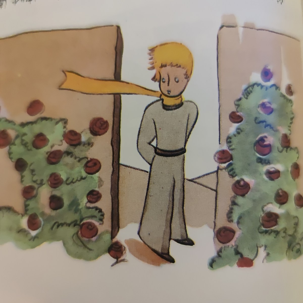 Il tempo perduto per la tua&nbsp;rosa